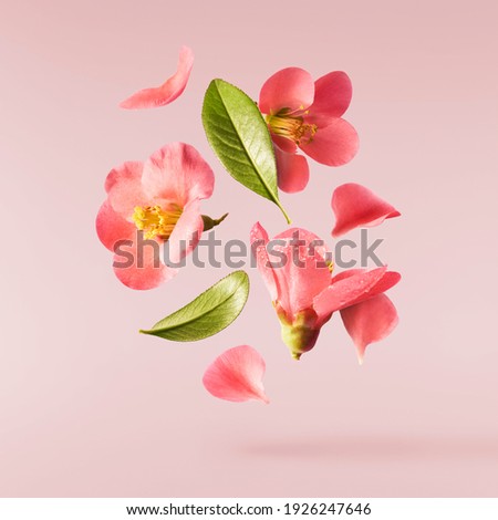 Photo of A beautiful image of sping pink flowers flying in the air on the pastel pink background. Levitation conception. Hugh resolution image