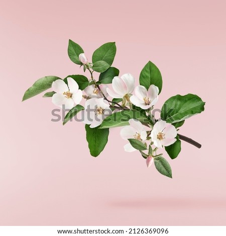 Similar – Image, Stock Photo Apple blossoms in beautiful light