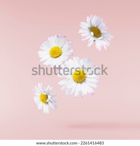 Similar – Image, Stock Photo White daisy flowers at the afternoon