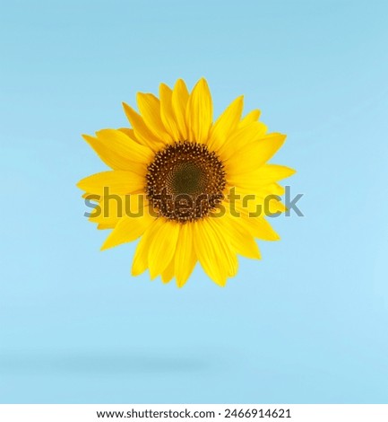 Similar – Foto Bild Schöne Sonnenblumen im Feld natürlicher Hintergrund, Sonnenblume blüht.