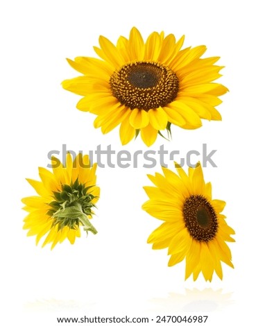 Similar – Foto Bild Schöne Sonnenblumen im Feld natürlicher Hintergrund, Sonnenblume blüht.