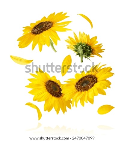 Similar – Foto Bild Blühende Sonnenblumen im Sommerfeld