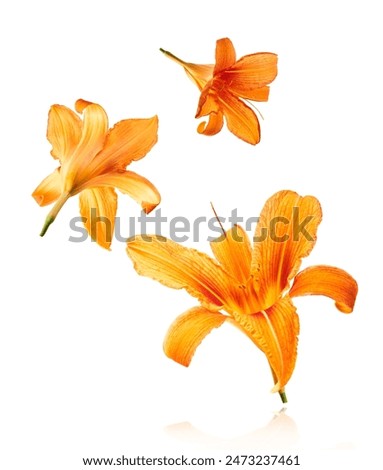 Similar – Image, Stock Photo bright yellow lily blossom