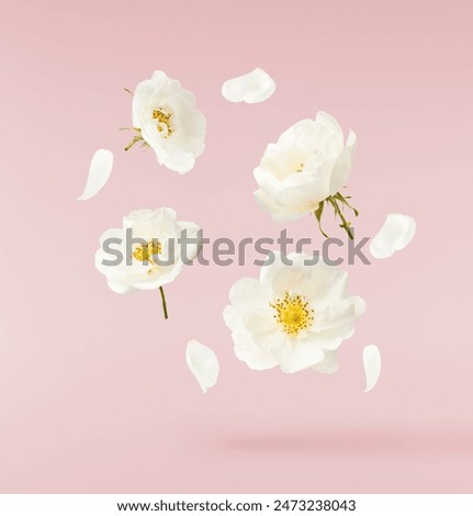 Similar – Image, Stock Photo White flowers blossoms