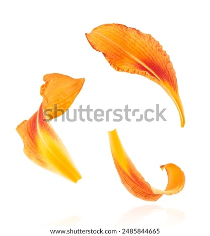 Similar – Image, Stock Photo bright yellow lily blossom