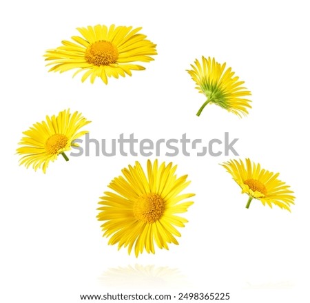 Similar – Image, Stock Photo White daisy flowers at the afternoon