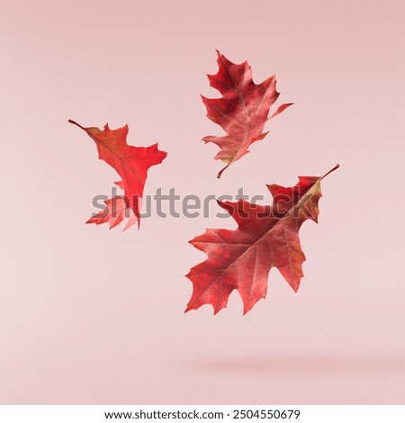 Similar – Image, Stock Photo yellow fallen leaves fly in the autumn park. Idyllic scene in the afternoon in an empty park