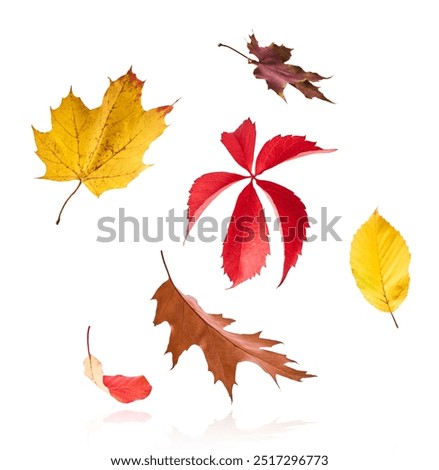 Similar – Image, Stock Photo yellow fallen leaves fly in the autumn park. Idyllic scene in the afternoon in an empty park