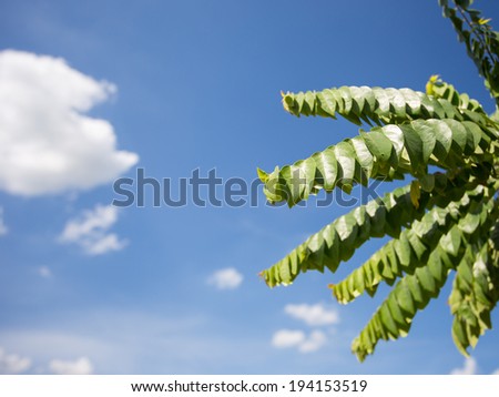 green leave with blue sky