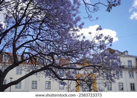 Similar – Foto Bild Lila Blüten vor blauem Himmel