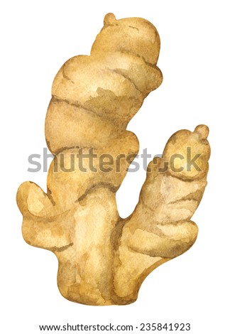 Watercolor root ginger closeup isolated on white background 