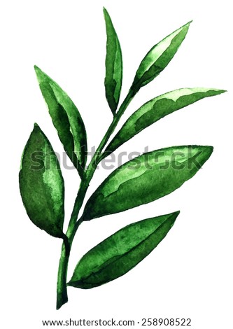 Watercolor tea green leaves closeup isolated on white background. Hand painting on paper