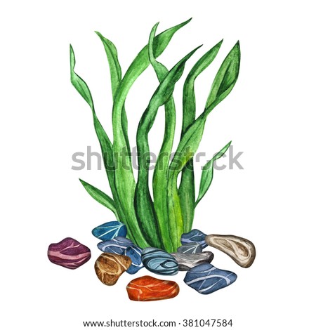 Watercolor sea weed, grass, bush, stones isolated on white background. Hand painting on paper 