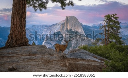 Similar – Foto Bild Yosemite Nationalpark