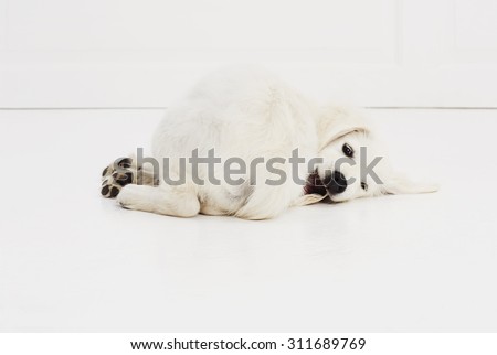 Playful puppy on studio floor, portrait
