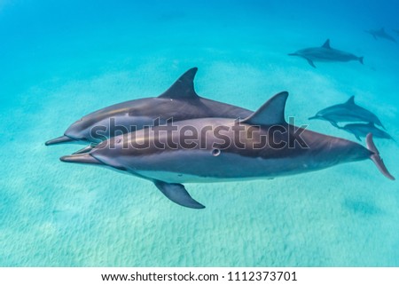 Similar – Image, Stock Photo Spinner dolphin in Hawaii jumps out of the sea