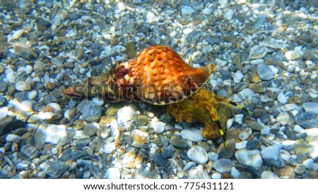 Underwater photo of sea snail in caribbean clear water seascape                         商業照片 © 