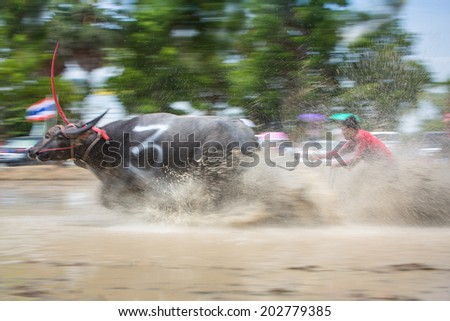 Chonburi, Thailand -  June 29, 2014: Buffaloes racing Festival .The event is normally held in raining season. It is an one day race  with  different classes categorized by the size