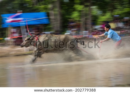 Chonburi, Thailand -  June 29, 2014: Buffaloes racing Festival .The event is normally held in raining season. It is an one day race  with  different classes categorized by the size of the buffalo.