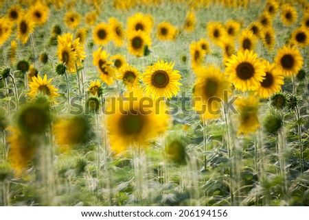 Sunflower Field backlit taken with reflex lens