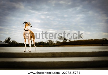 Similar – Foto Bild Windhund Hund 1 Tier