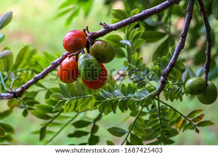 Ciruela-Obstbaum