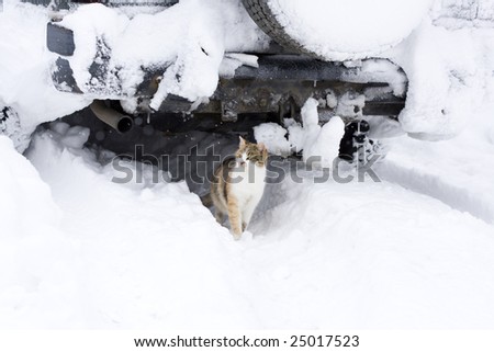 Cat in the winter environment, hidden under the car