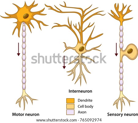 Schematic vector illustration of three types of neurons or nerve cells.