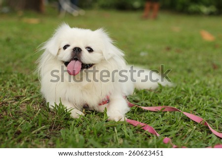 Smiling Pekingese Dog In the garden