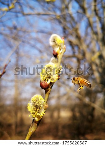 Similar – Image, Stock Photo Beehives on flowering willow