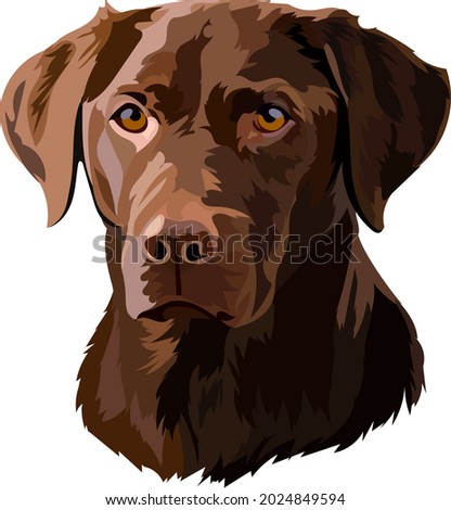 Similar – Foto Bild Glücklicher brauner Labrador Retriever in goldener Krone