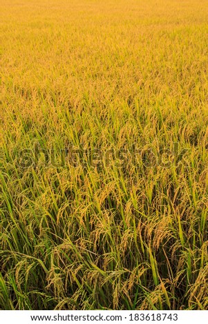 Fields  of grain golden farming in asia.
