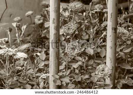 Iron fence with flowers natural home side.