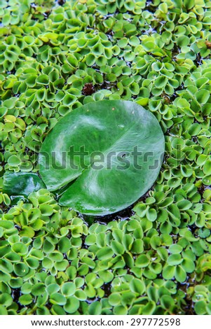 Green aquatic plant ecology of the fish.