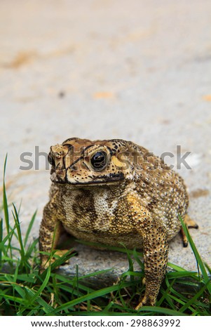 Toad amphibian skin rough water.
