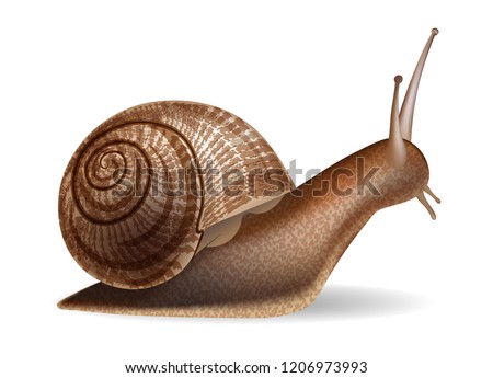 Snail. Vector illustration of realistic snail. Isolated on transparent background.