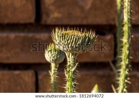 Shutterstock - PuzzlePix