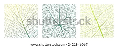 Leaf vein texture abstract background with close up plant leaf cells ornament texture pattern. Green and white organic macro linear pattern of nature leaf foliage vector illustration.