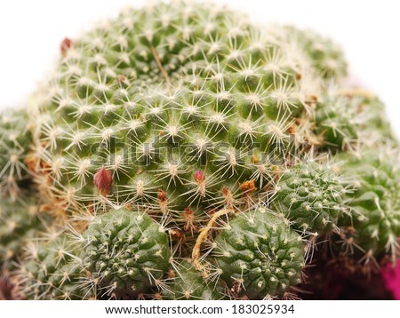 cactus on a white background