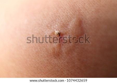 Similar – Image, Stock Photo wasps Wasps Insect Pierce