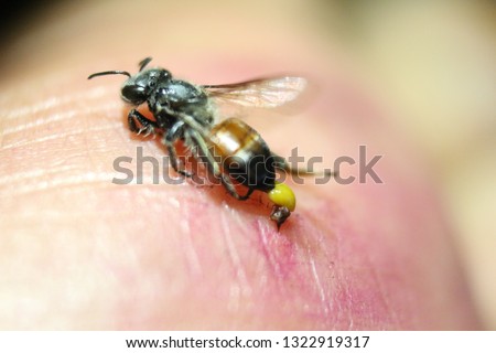 Similar – Image, Stock Photo wasps Wasps Insect Pierce