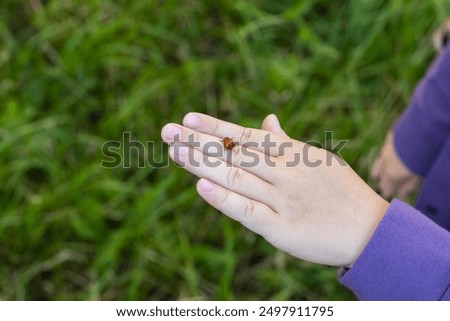 Similar – Image, Stock Photo The ladybug crawls on velvety red leaves of red-headed knapweed