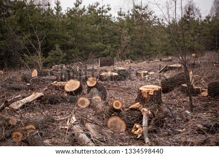 Similar – Image, Stock Photo cut out forest, tree stumps covered with fresh white snow, pine forest in distance, Christmas time in Latvia