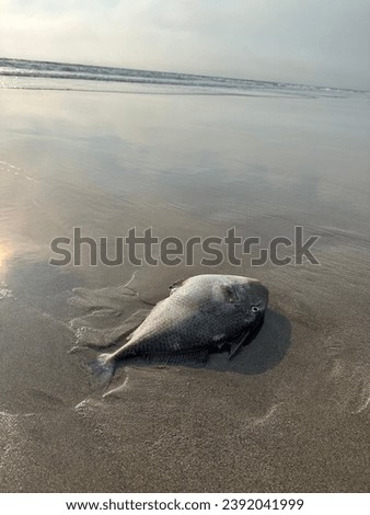 Similar – Image, Stock Photo Dead fish on the beach