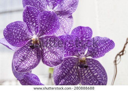 Detail of orchid flowers