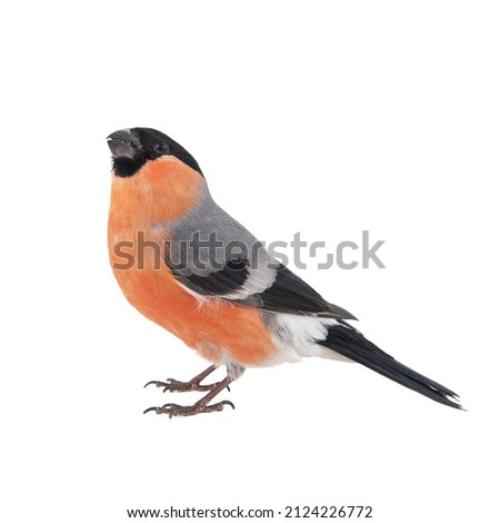 Similar – Image, Stock Photo Bullfinch, Pyrrhula pyrrhula, Eurasian bullfinch