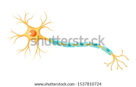 Vector yellow neuron isolated on white background. Educational illustration ストックフォト © 
