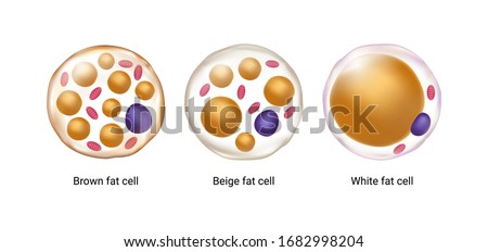 Vector set of brown, beige and white fat cells. Illustration of adipose tissue