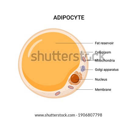 Vector structure of white fat cell. Illustration of adipose.