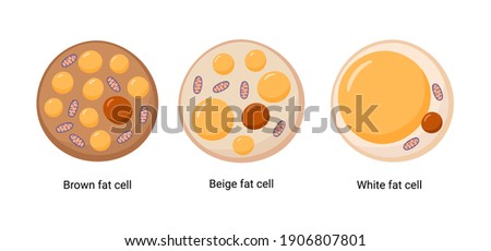 Vector set of brown, beige and white fat cells. Illustration of adipose tissue Imagine de stoc © 